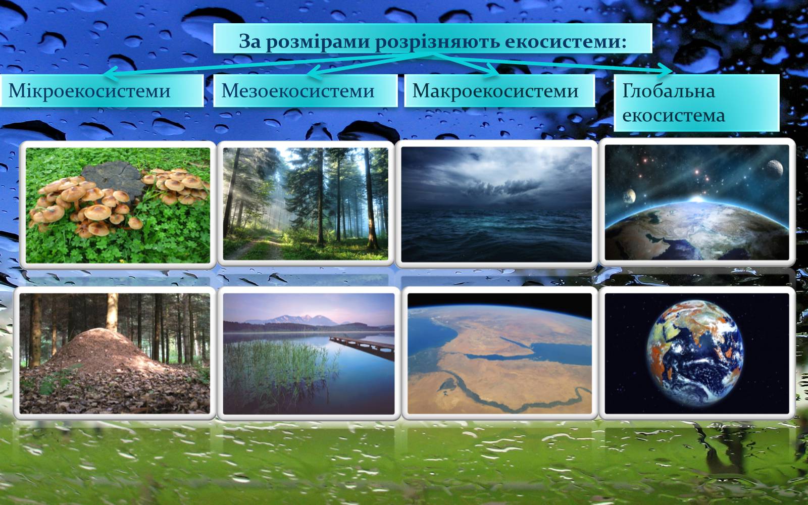 Презентація на тему «Види екосистем» - Слайд #3