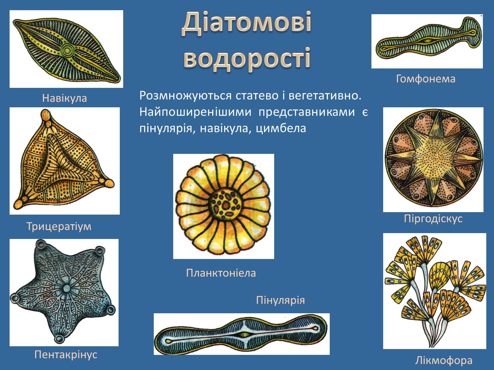 Презентація на тему «Різноманітність водоростей» - Слайд #5