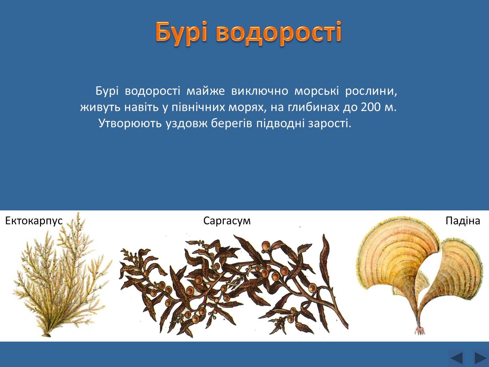 Презентація на тему «Різноманітність водоростей» - Слайд #7