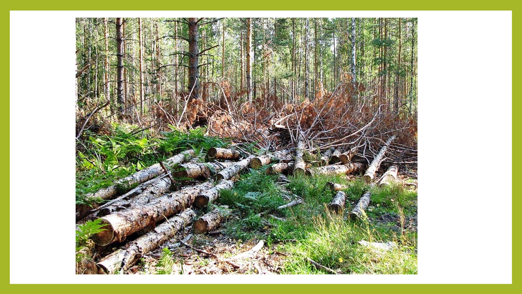 Презентація на тему «Знищення лісів» (варіант 1) - Слайд #5