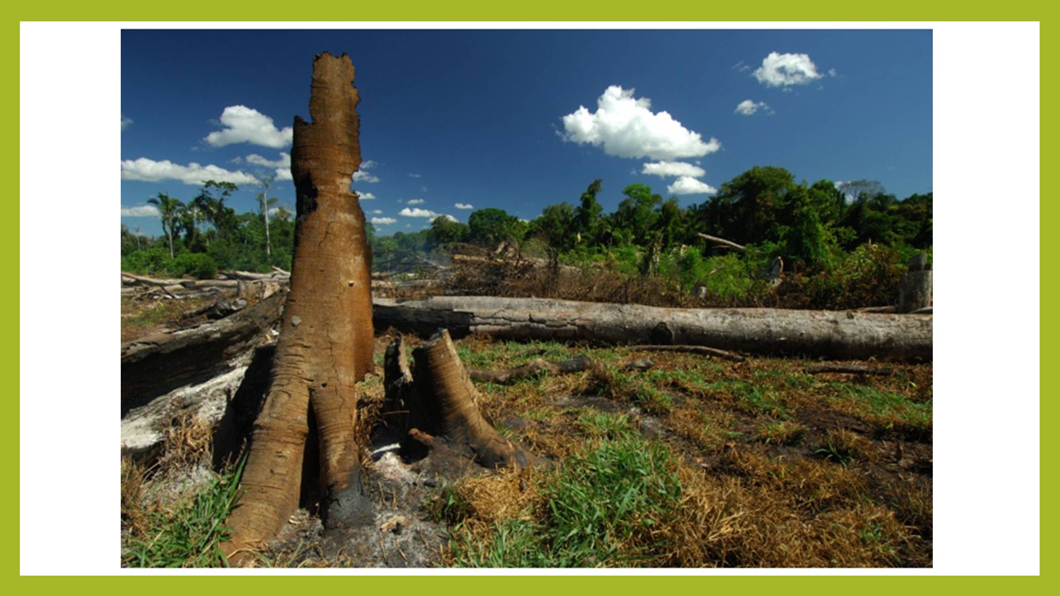 Презентація на тему «Знищення лісів» (варіант 1) - Слайд #9