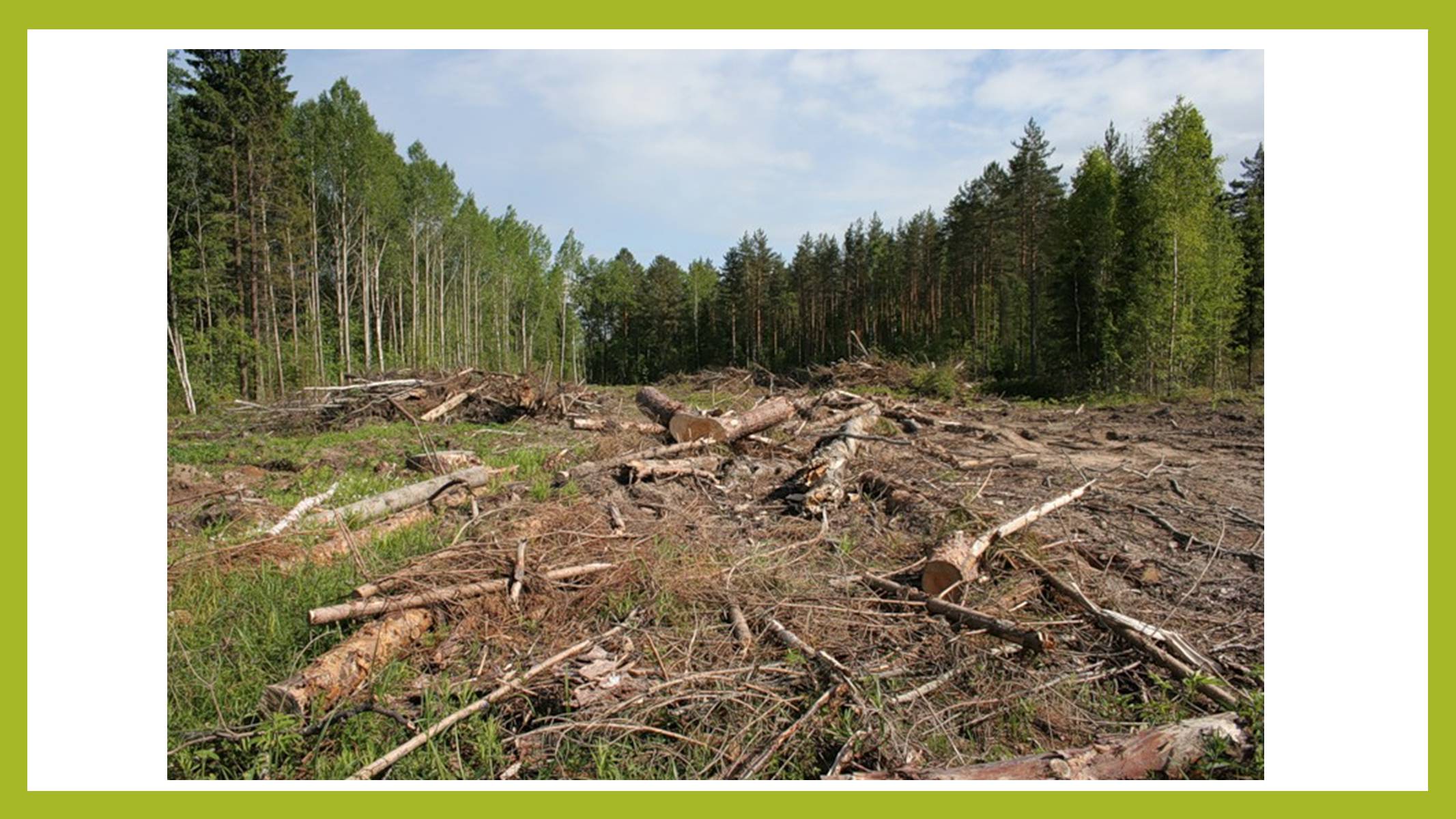 Презентація на тему «Знищення лісів» (варіант 1) - Слайд #12