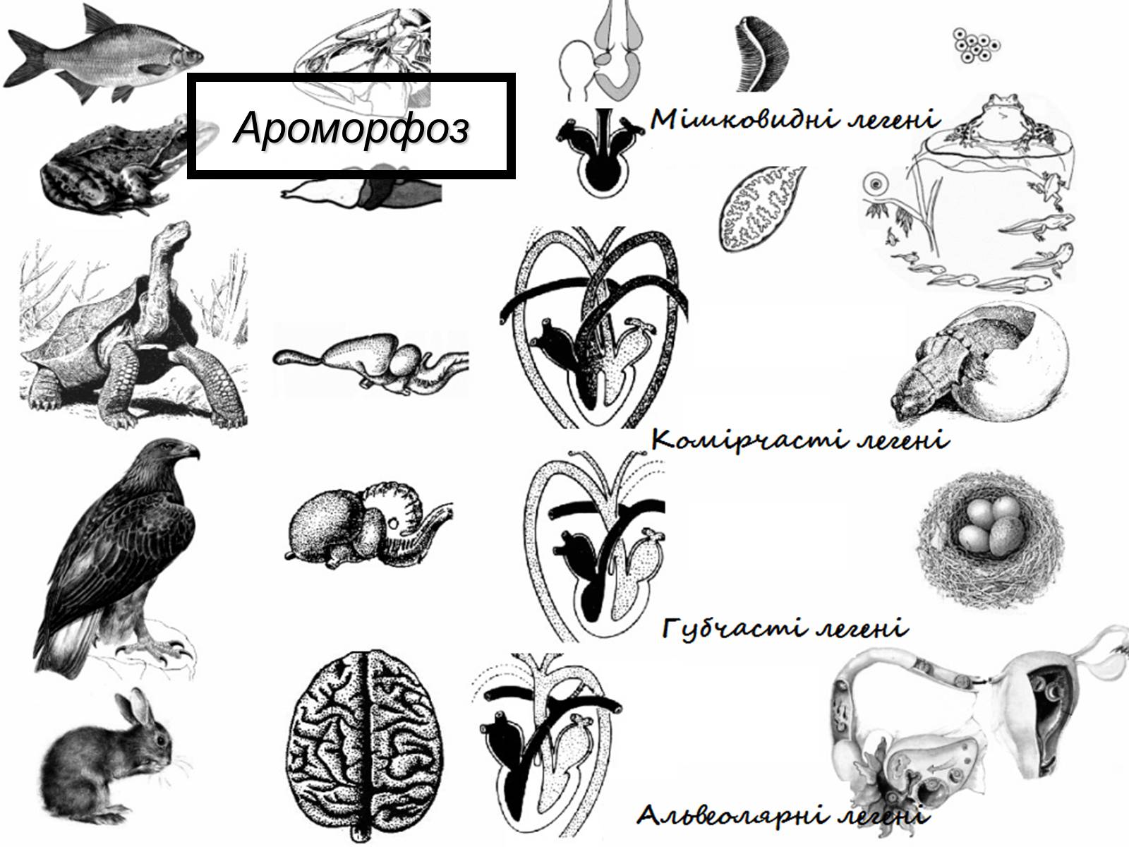 Ароморфозы эволюции птиц