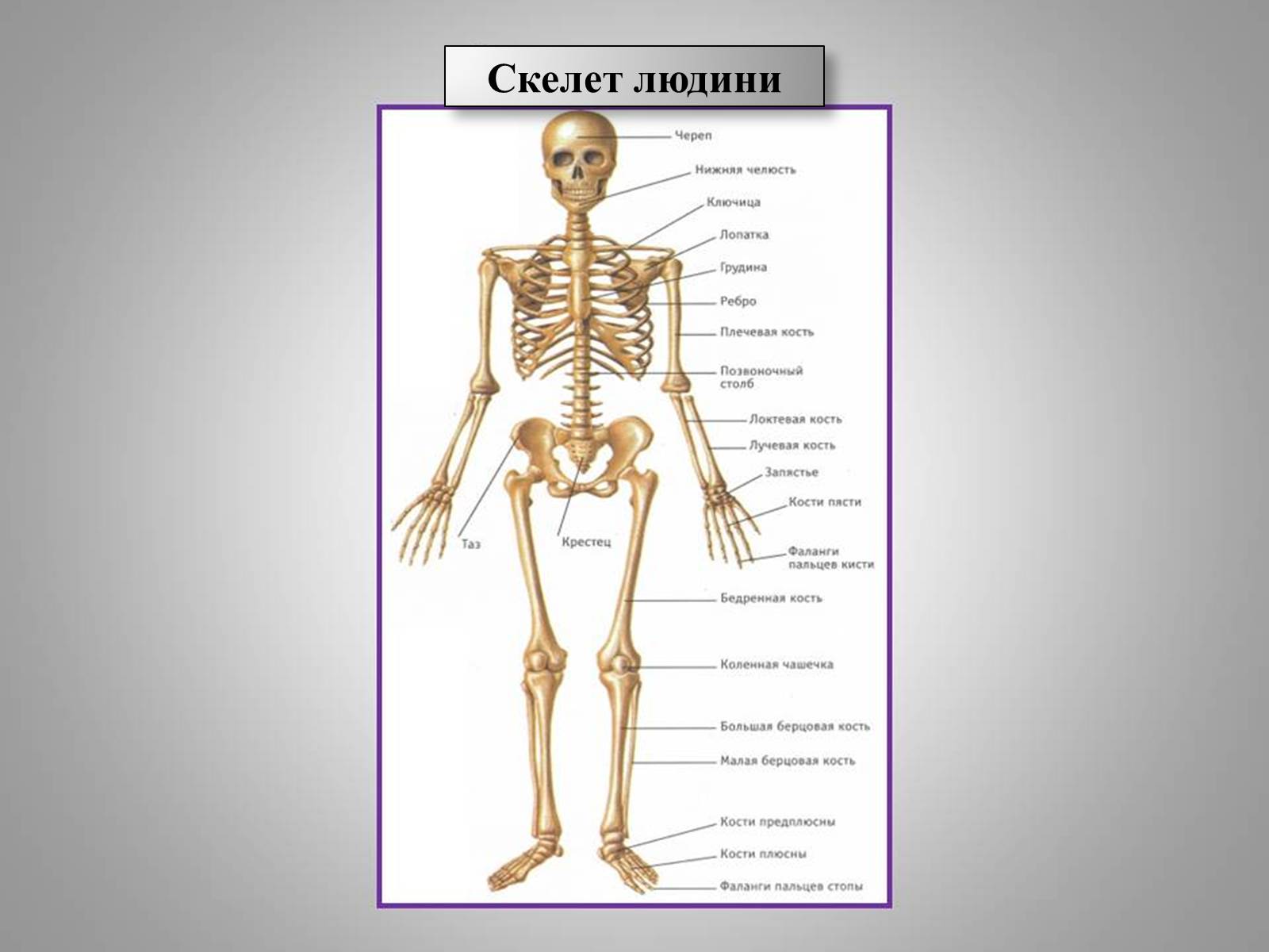 Кости скелета 3 класс