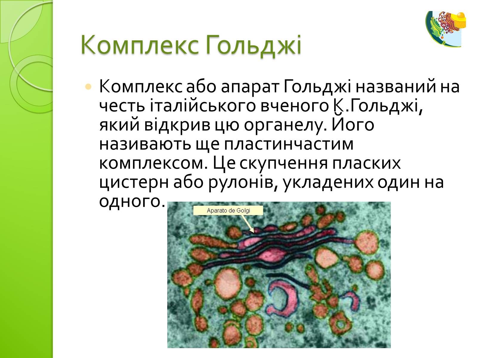 Презентація на тему «Одномембранні органели» (варіант 2) - Слайд #5