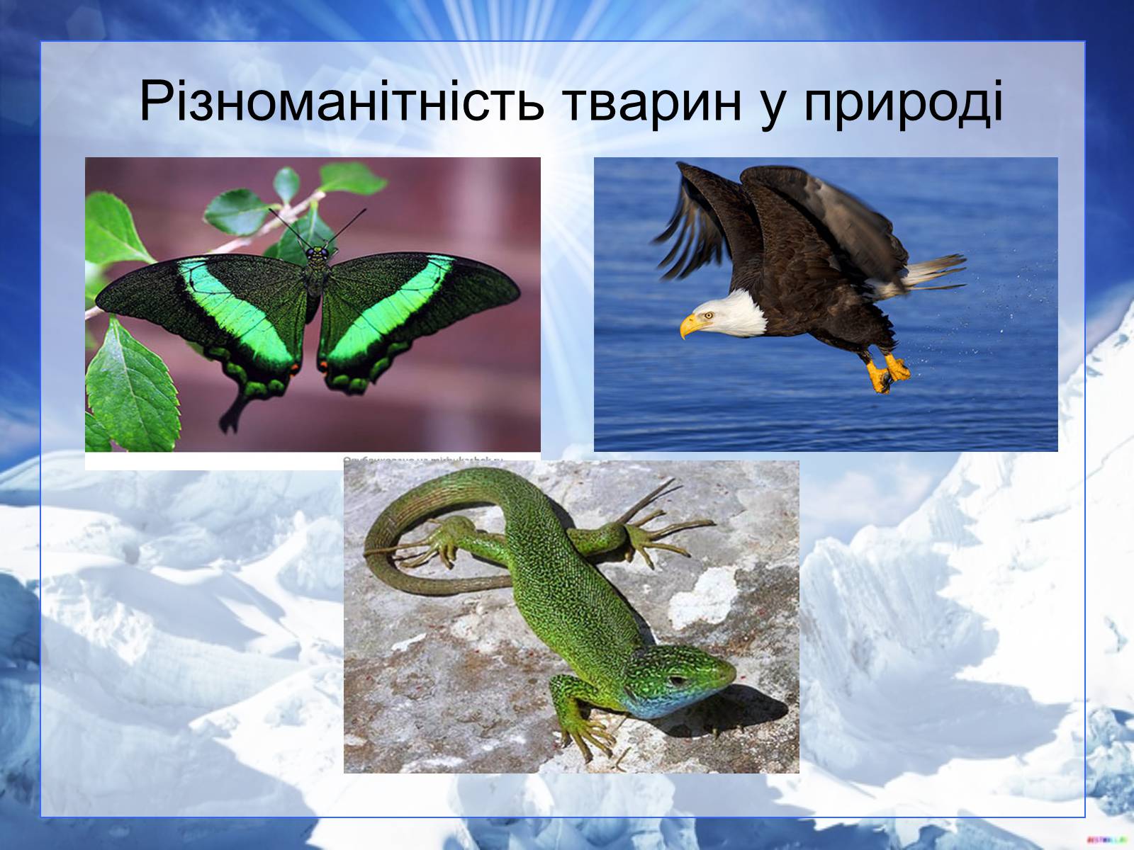 Презентація на тему «Різноманітність тварин у природі» - Слайд #1