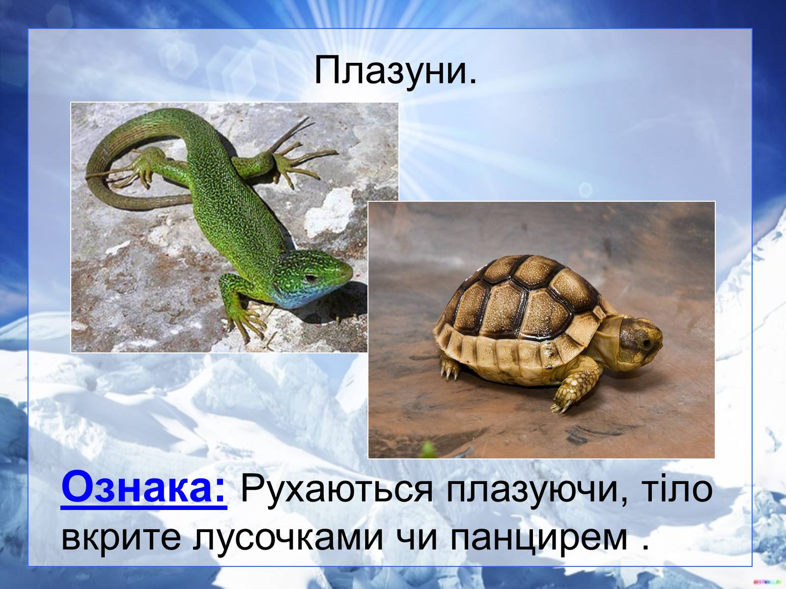 Презентація на тему «Різноманітність тварин у природі» - Слайд #6