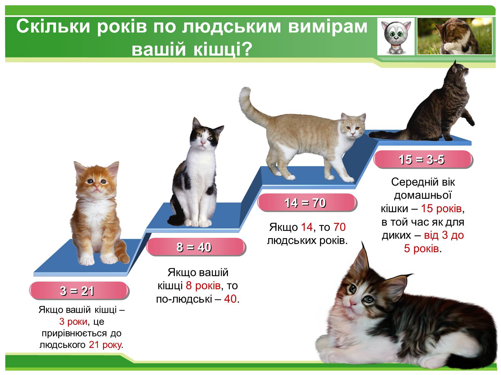 Презентація на тему «Коти» - Слайд #2