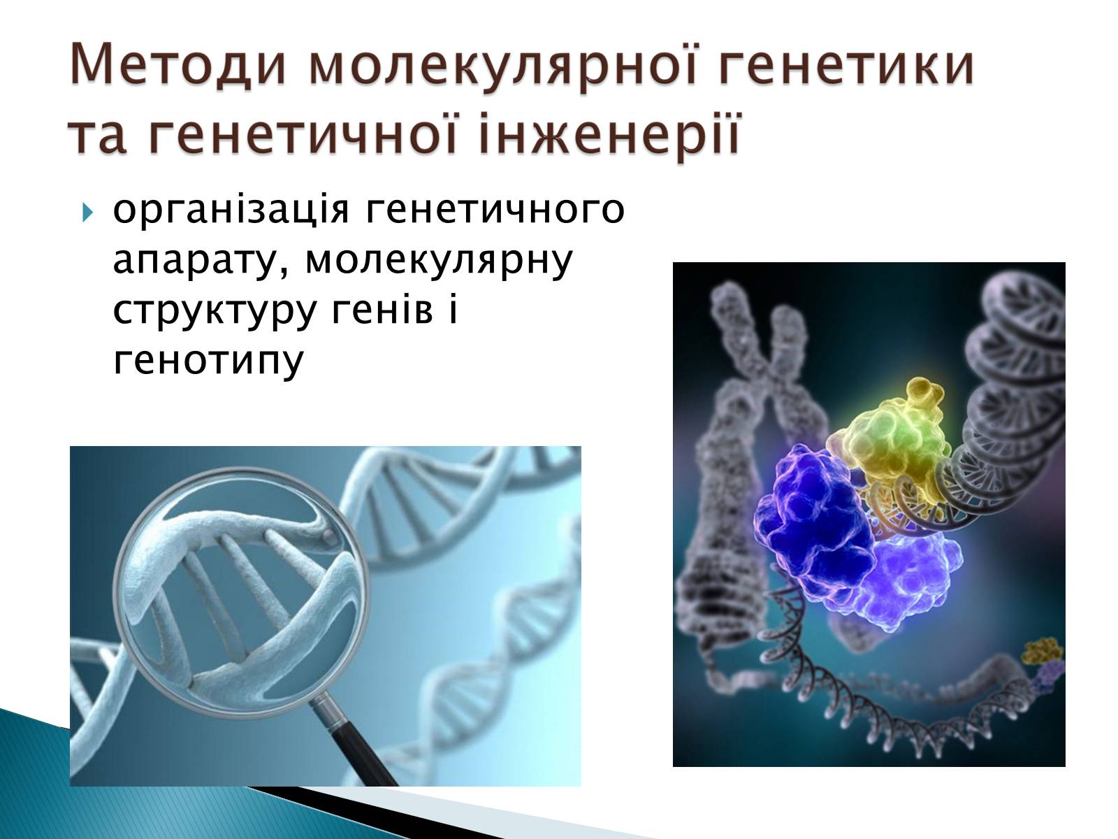 Презентація на тему «Генетика» (варіант 7) - Слайд #6