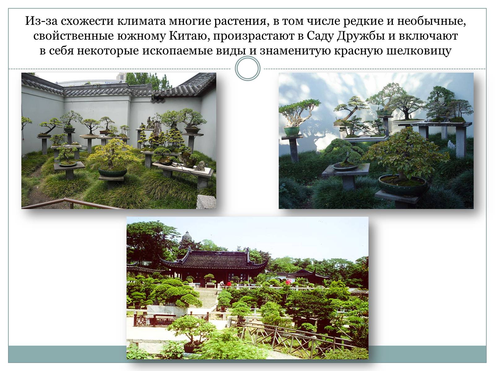 Презентація на тему «Китайский сад дружбы» - Слайд #8