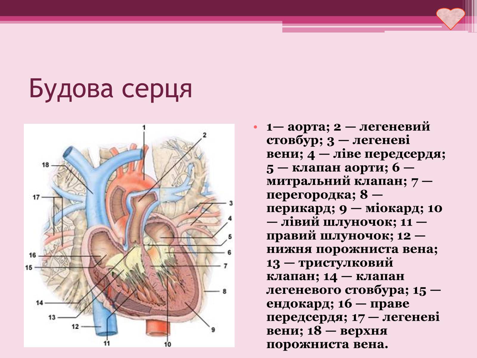 Презентація на тему «Серце» - Слайд #5