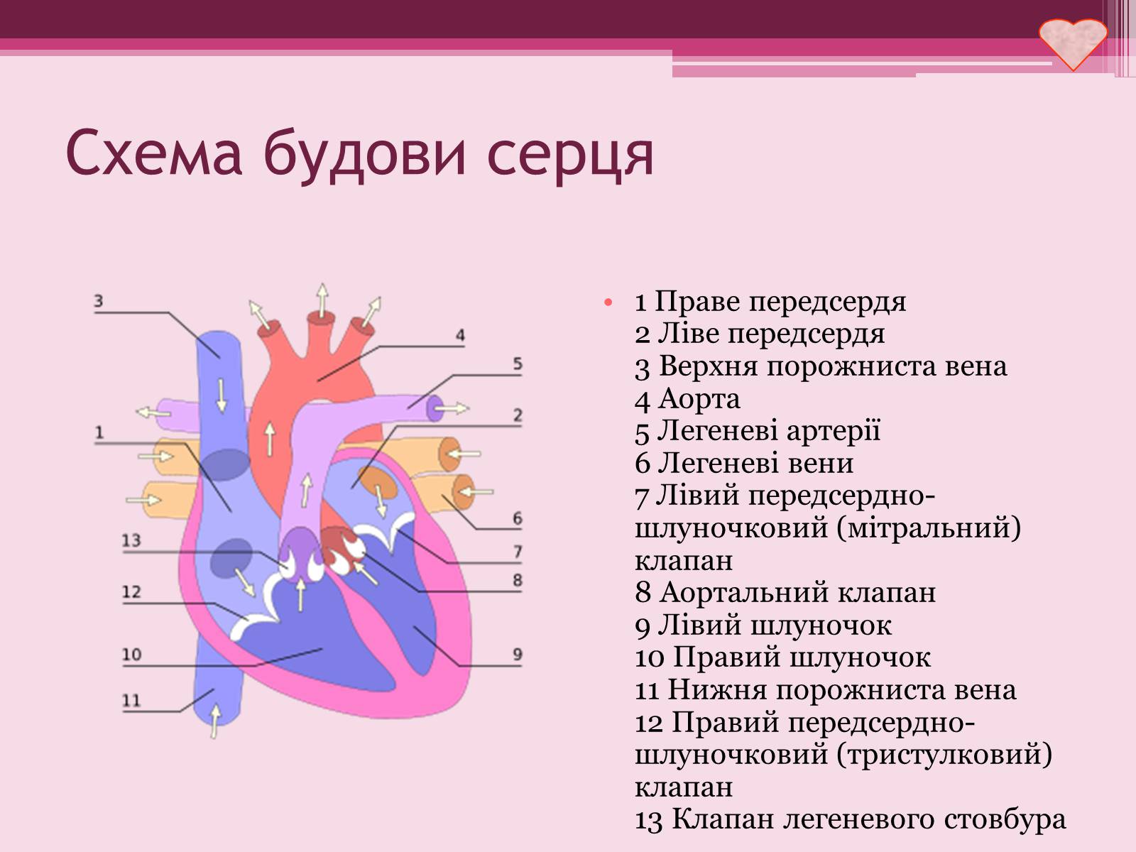Презентація на тему «Серце» - Слайд #6
