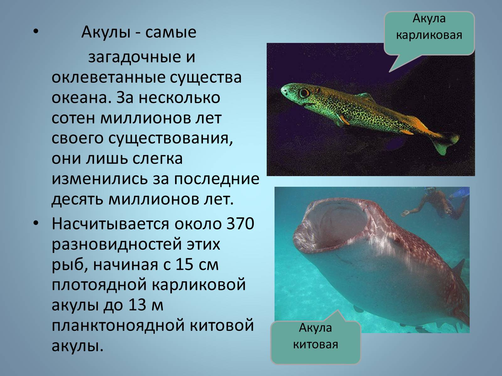 Презентація на тему «Хрящові риби» (варіант 1) - Слайд #19