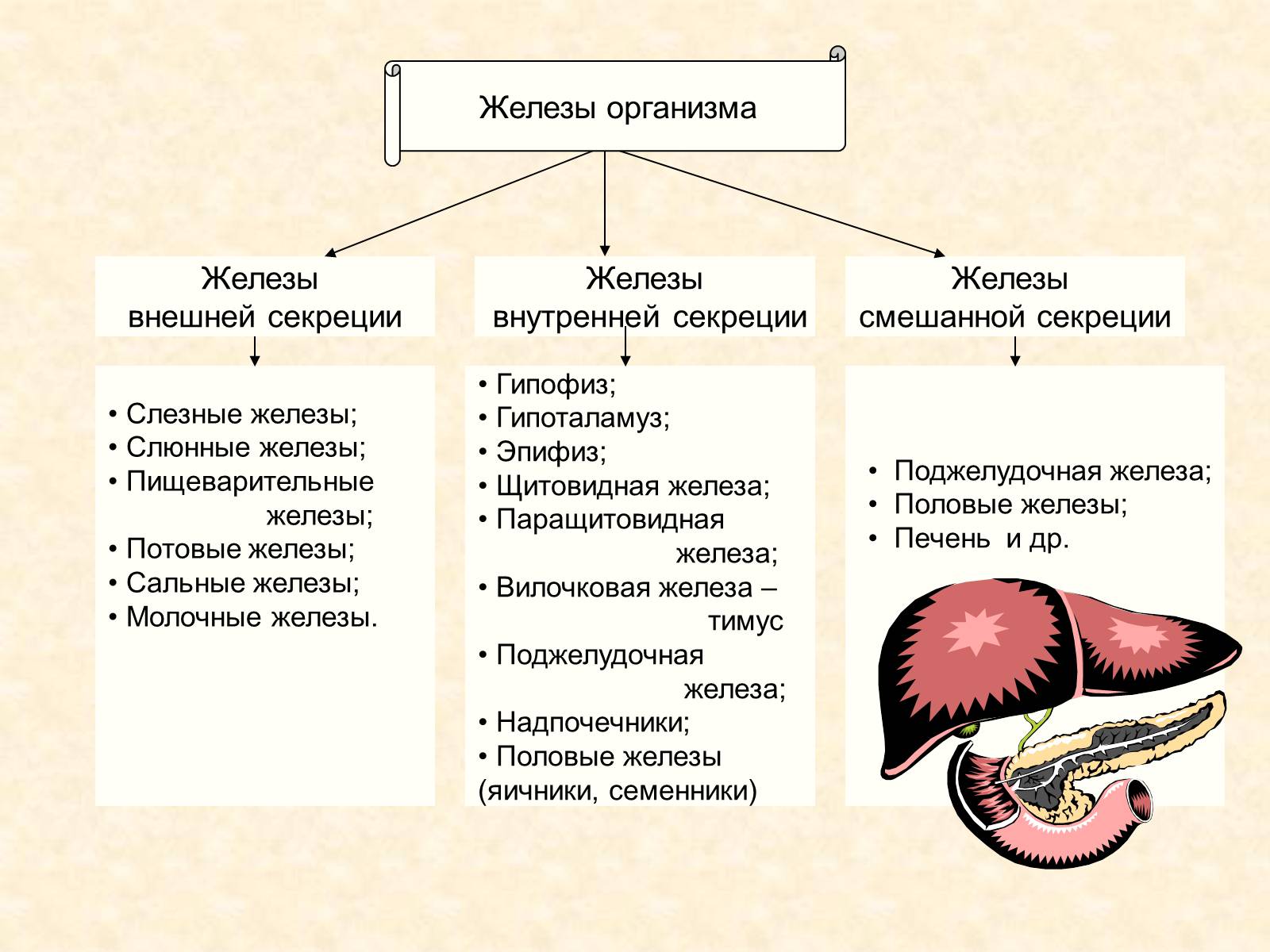 Какие железы выделяют свои секреты в кровь. Эндокринная система внешней секреции. Эндокринная система железы внешней внутренней и смешанной секреции. Железы смешанной секреции эндокринные железы. Железы внешней секреции (эндокринные железы.