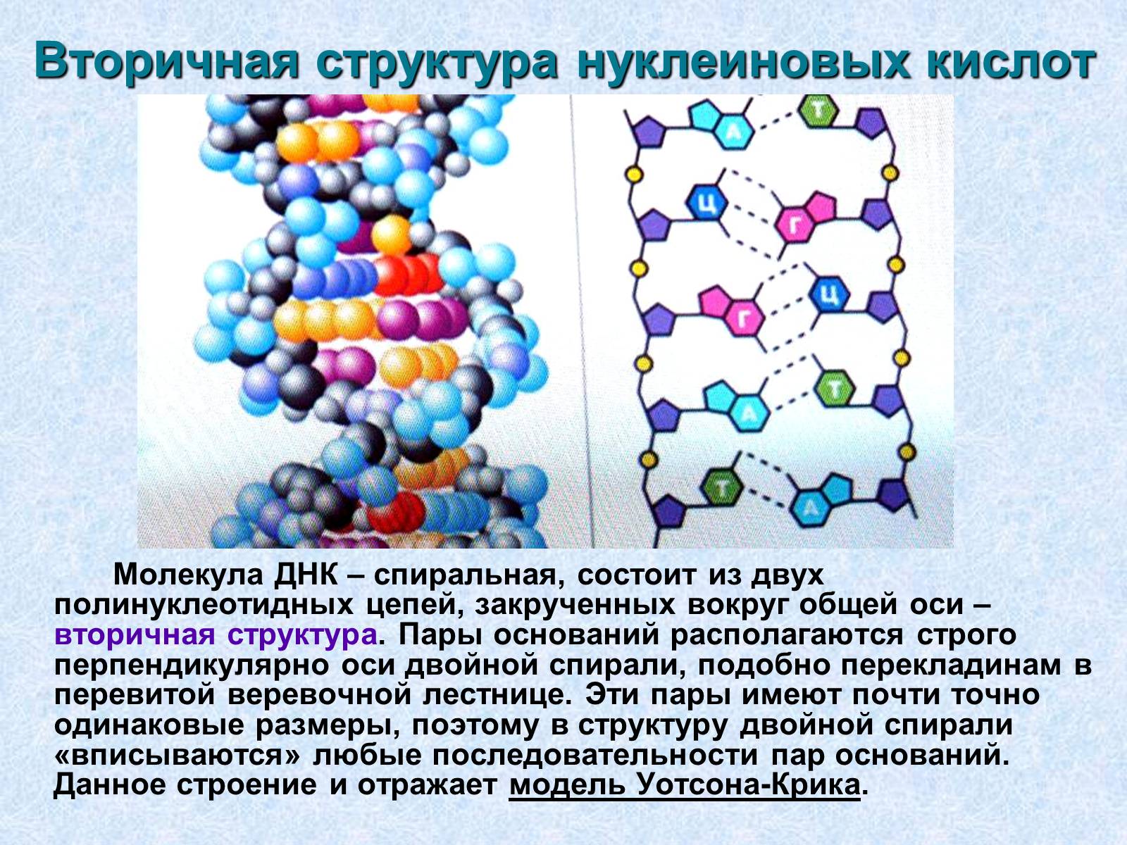 Первичная структура нуклеотида. Первичная вторичная и третичная структура нуклеиновых кислот. Первичная и вторичная структура нуклеиновых кислот. Вторичная вторичная структура нуклеиновых кислот. Вторичную структуру нуклеиновых кислот стабилизируют связи.