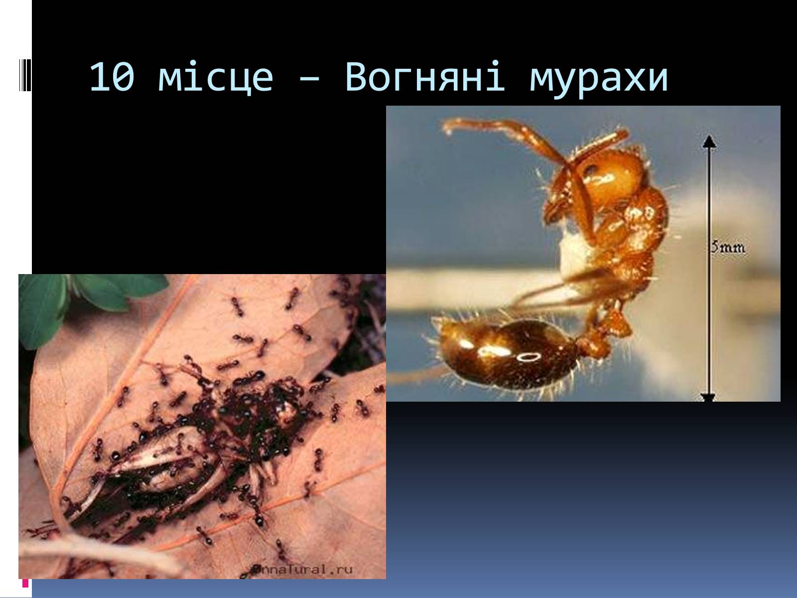 Презентація на тему «Топ-10 найнебезпечніших комах» - Слайд #2