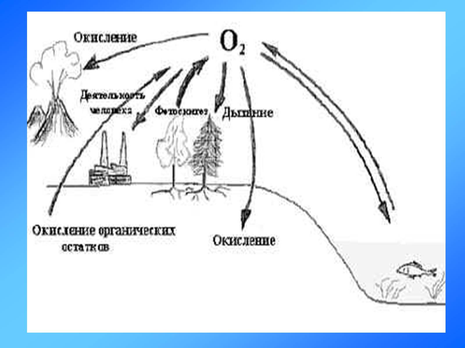Круговорот кислорода процессы. Круговорот кислорода схема 11 класс. Круговорот кислорода (по е. а. Криксунову и др., 1995). Схема круговорота кислорода в биосфере схема. Круговорот кислорода в природе.