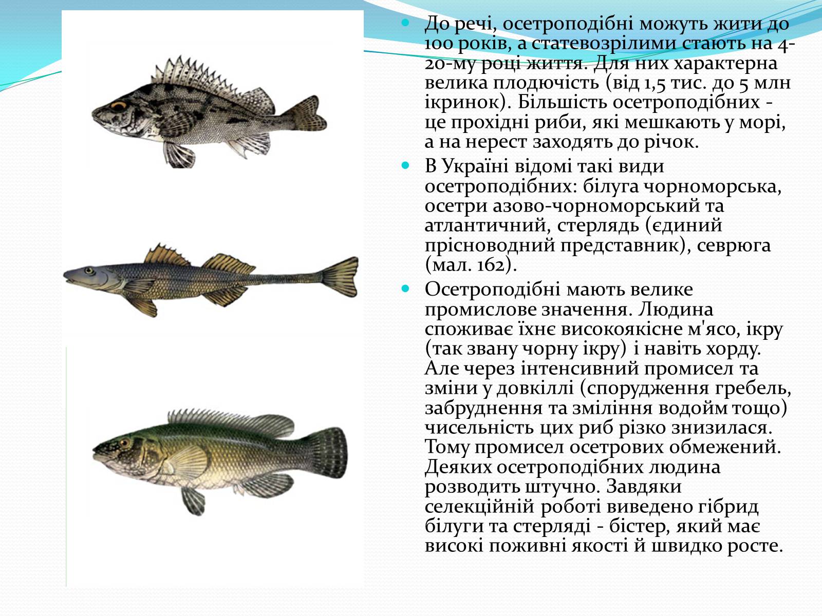 Презентація на тему «Різноманітність кісткових риб» (варіант 2) - Слайд #3