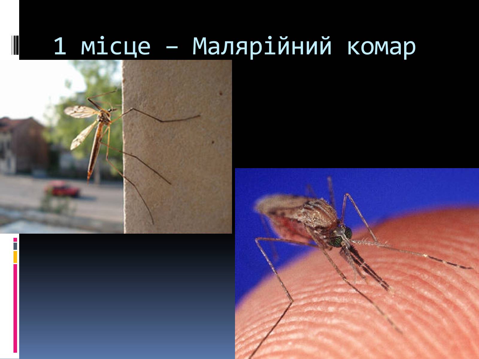 Презентація на тему «Топ-10 найнебезпечніших комах» - Слайд #11