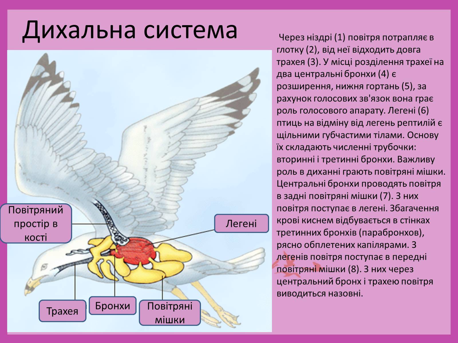 Презентація на тему «Внутрішня будова птахів» (варіант 2) - Слайд #3