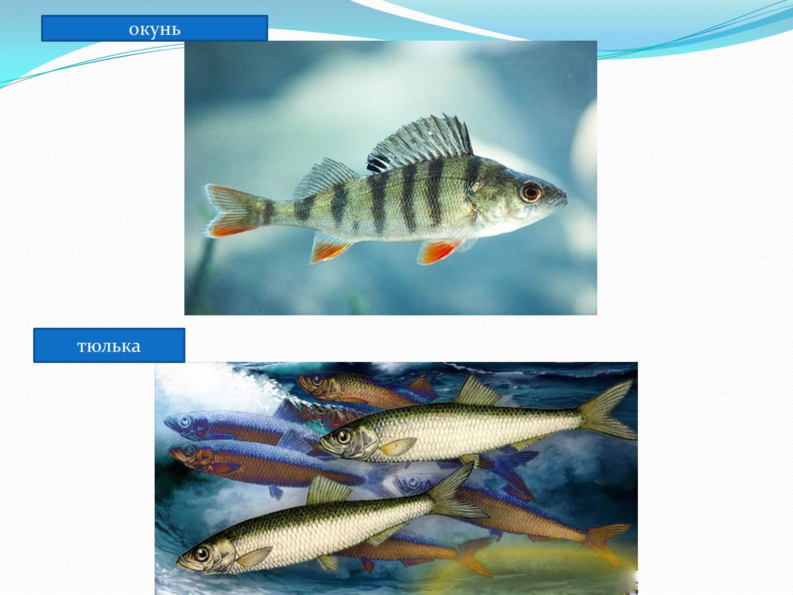 Презентація на тему «Різноманітність кісткових риб» (варіант 2) - Слайд #9