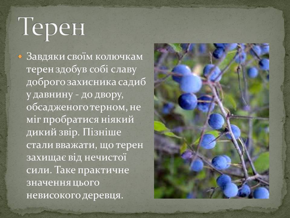 Презентація на тему «Народні символи України» (варіант 2) - Слайд #3