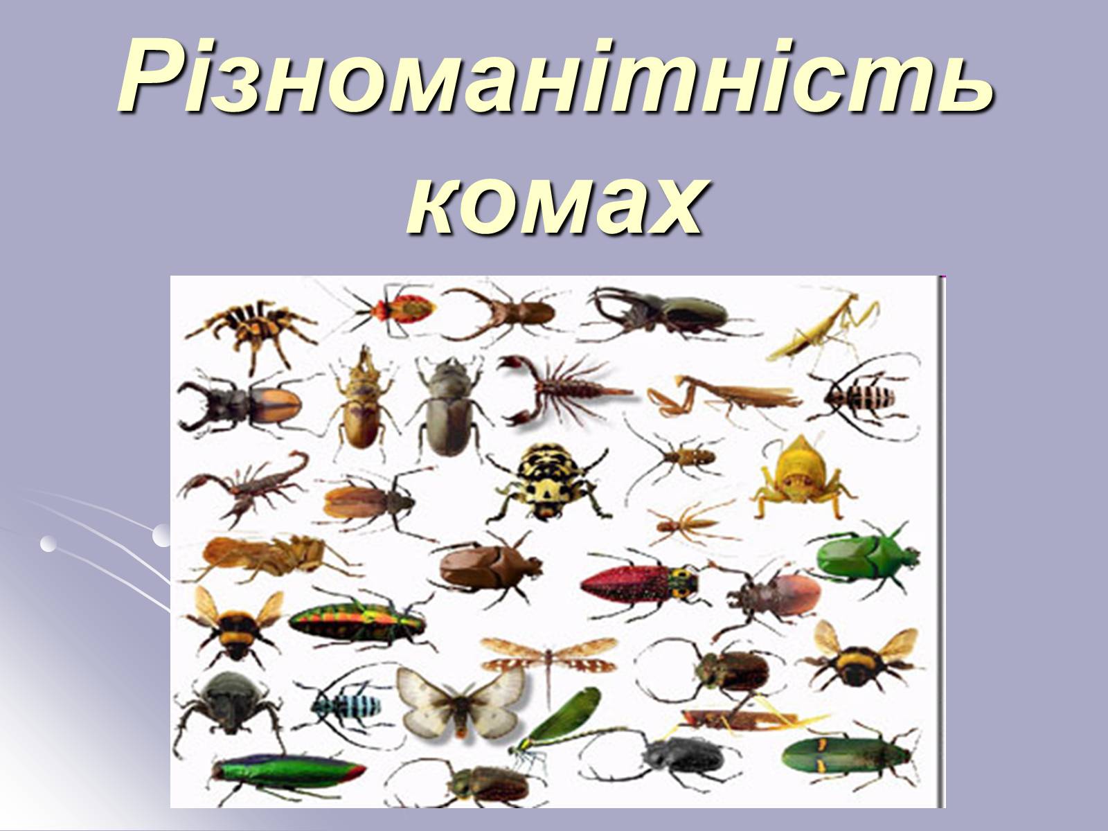 Презентація на тему «Різноманітність комах» - Слайд #1