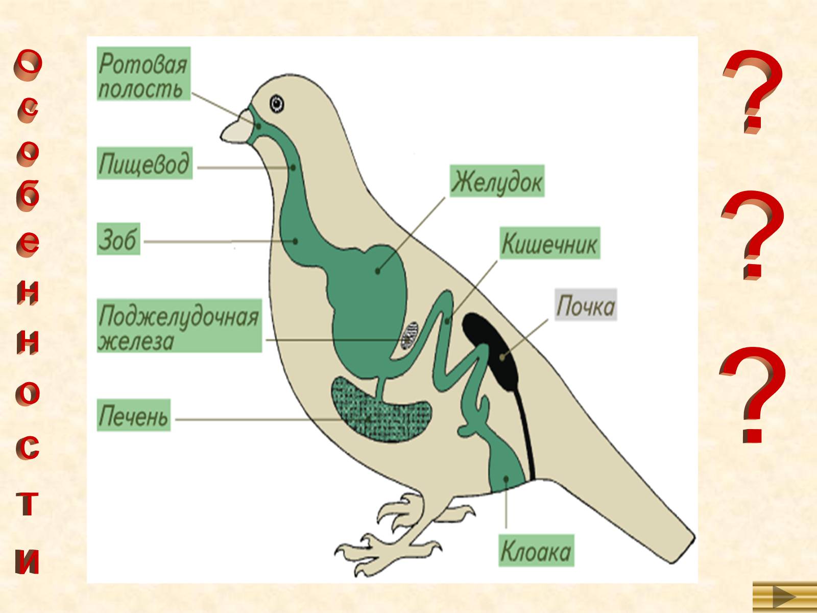 Особенности строения и жизнедеятельности птиц 8 класс. Строение птицы. Внутренние органы птицы. Внутреннее строение птиц без обозначений. Строение птицы 7 класс.