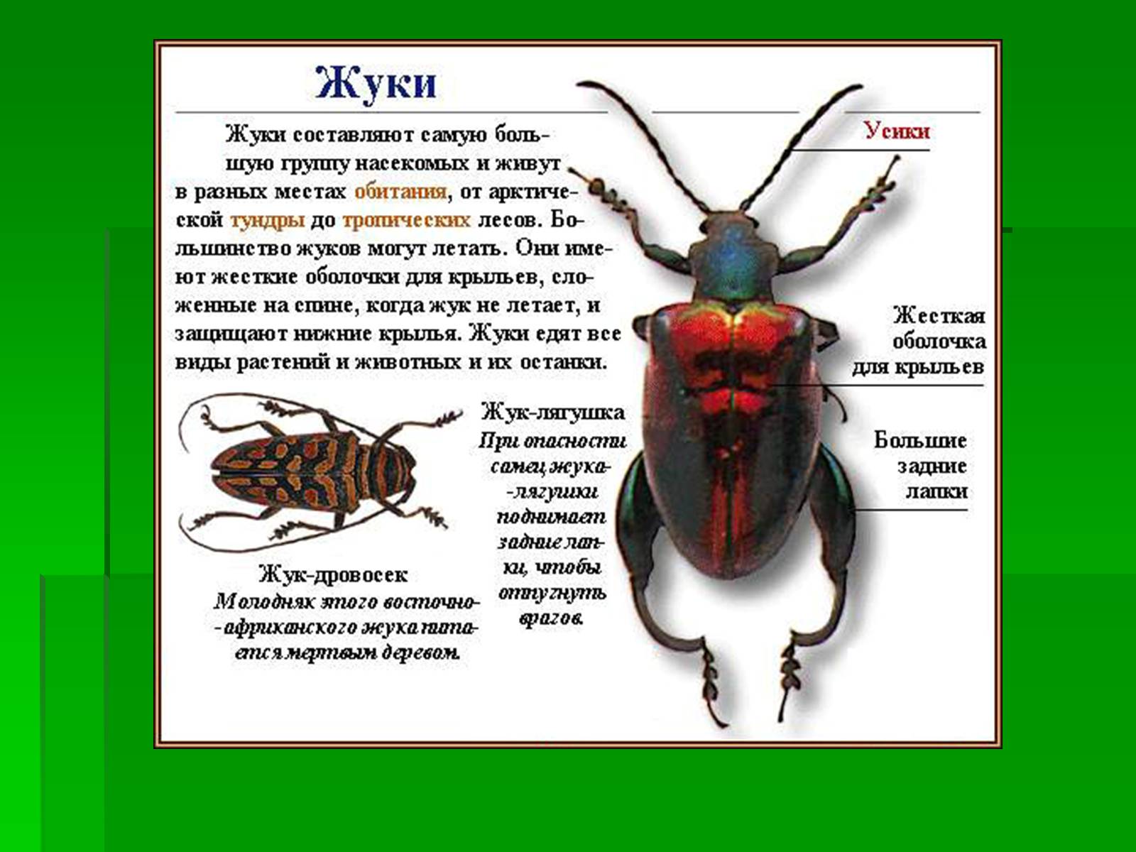 жуки фото с названиями энциклопедия