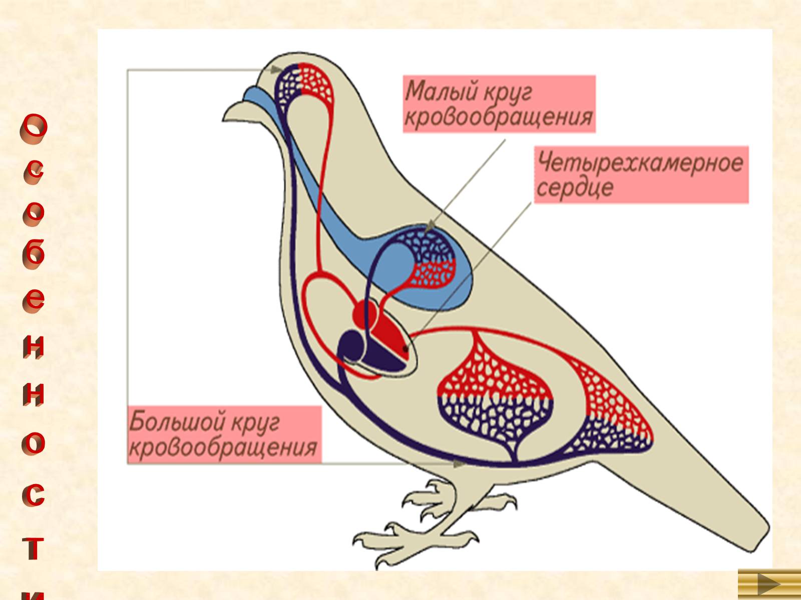 Строение кровеносной системы птиц