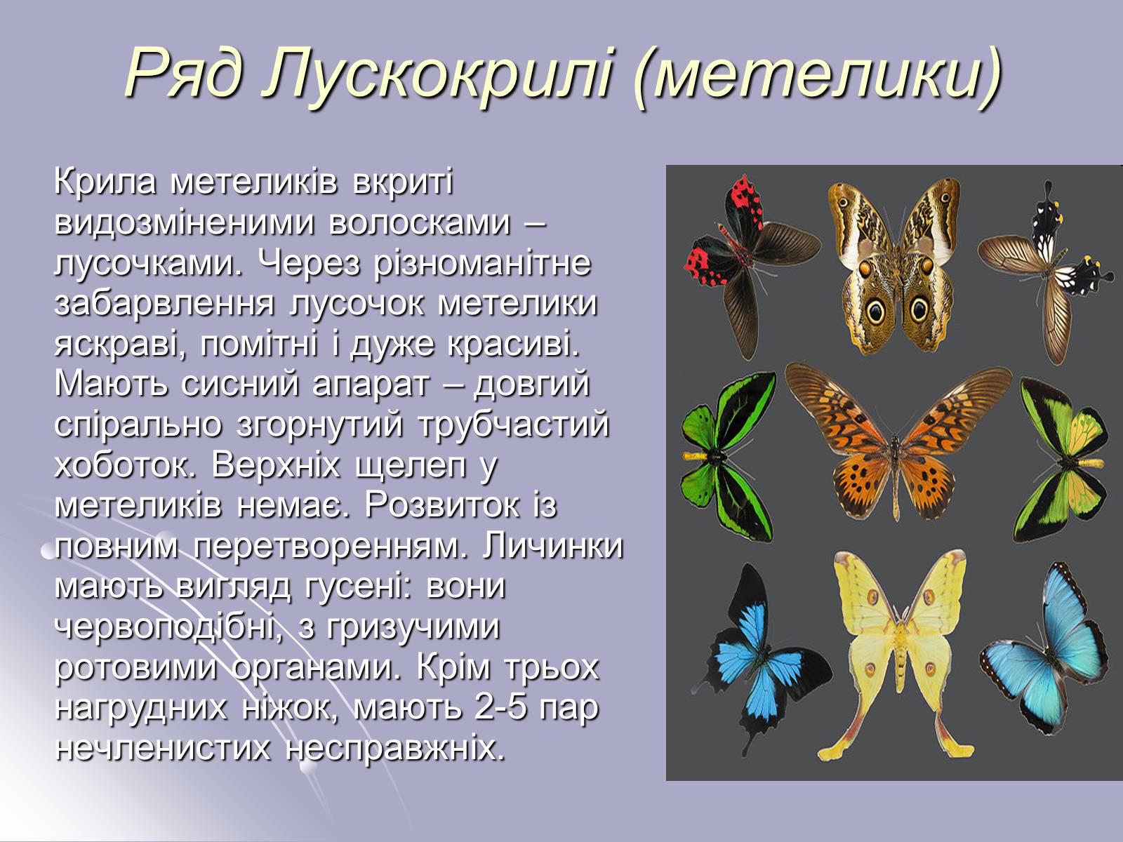 Презентація на тему «Різноманітність комах» - Слайд #10