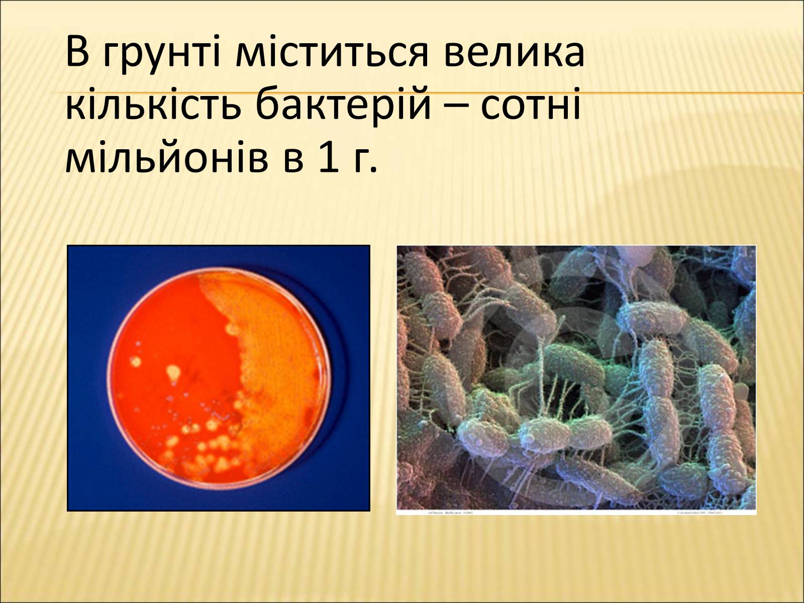 Презентація на тему «Значення бактерій в природі та житті людини» - Слайд #4