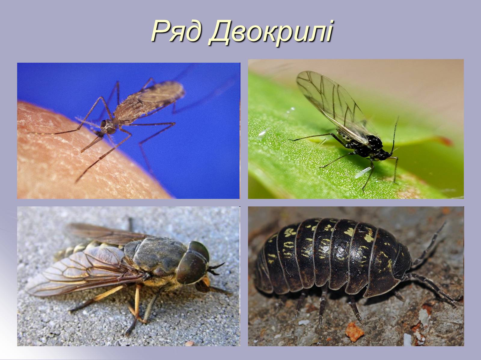 Презентація на тему «Різноманітність комах» - Слайд #15