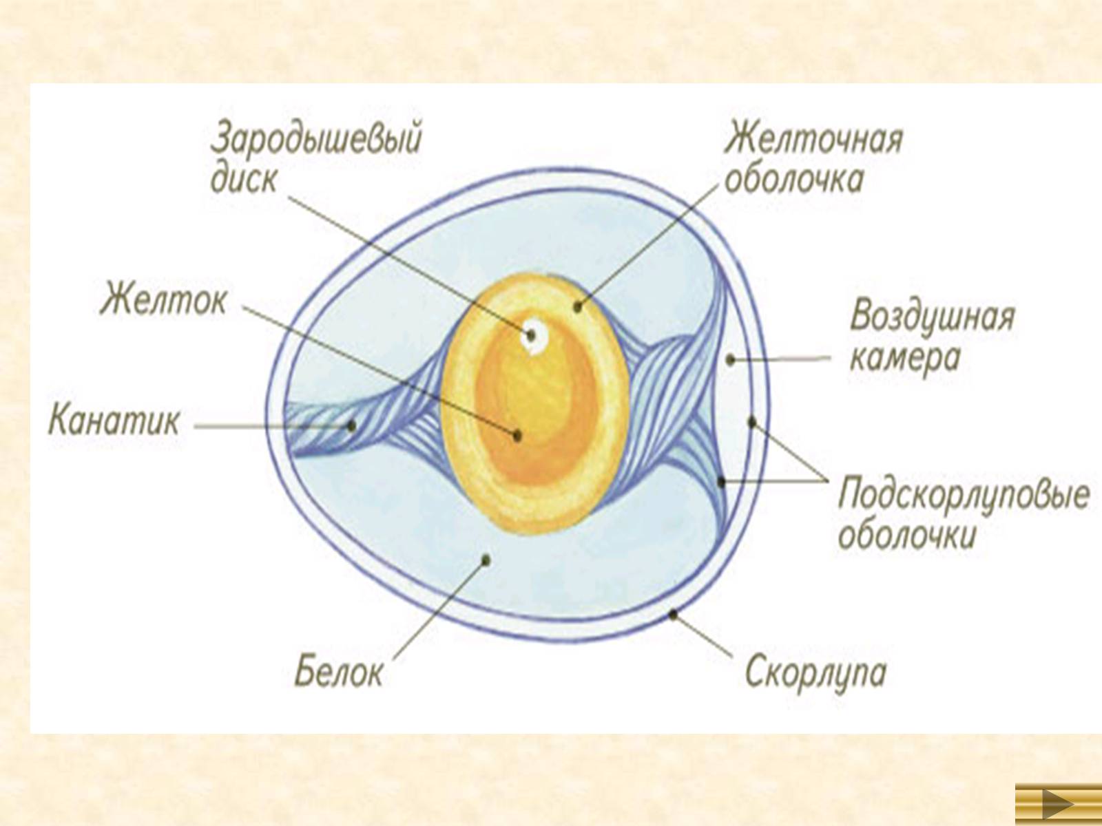 Основные части яйца птицы