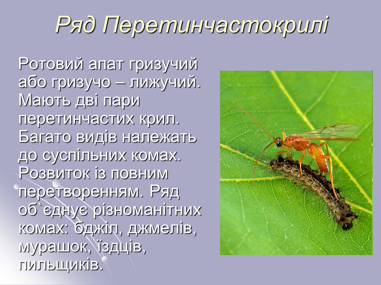 Презентація на тему «Різноманітність комах» - Слайд #16