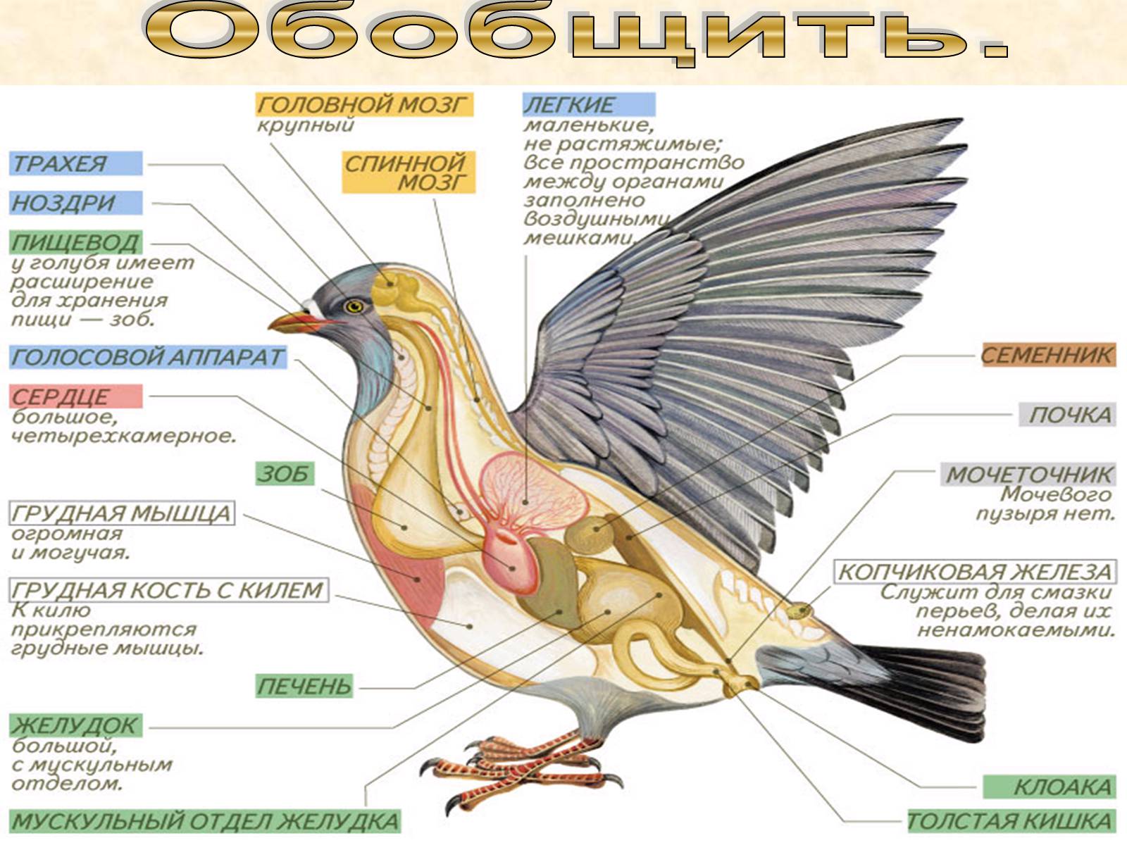 Строение птицы 7 класс биология