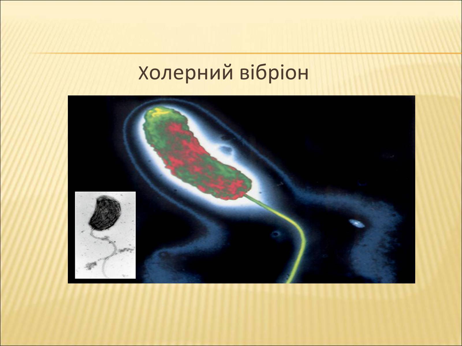 Презентація на тему «Значення бактерій в природі та житті людини» - Слайд #25