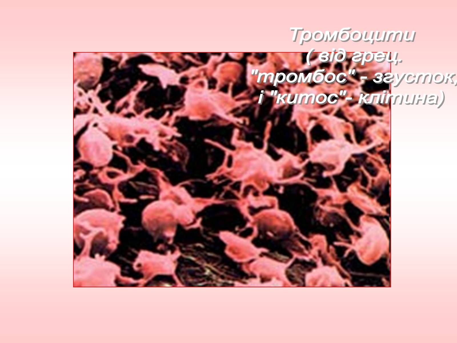 Фермент тромбоцитов. Гемокоагуляция тромбоциты. Образование тромбоцитов из мегакариоцитов. Рецепторы тромбоцитов. Ферменты тромбоцитов.