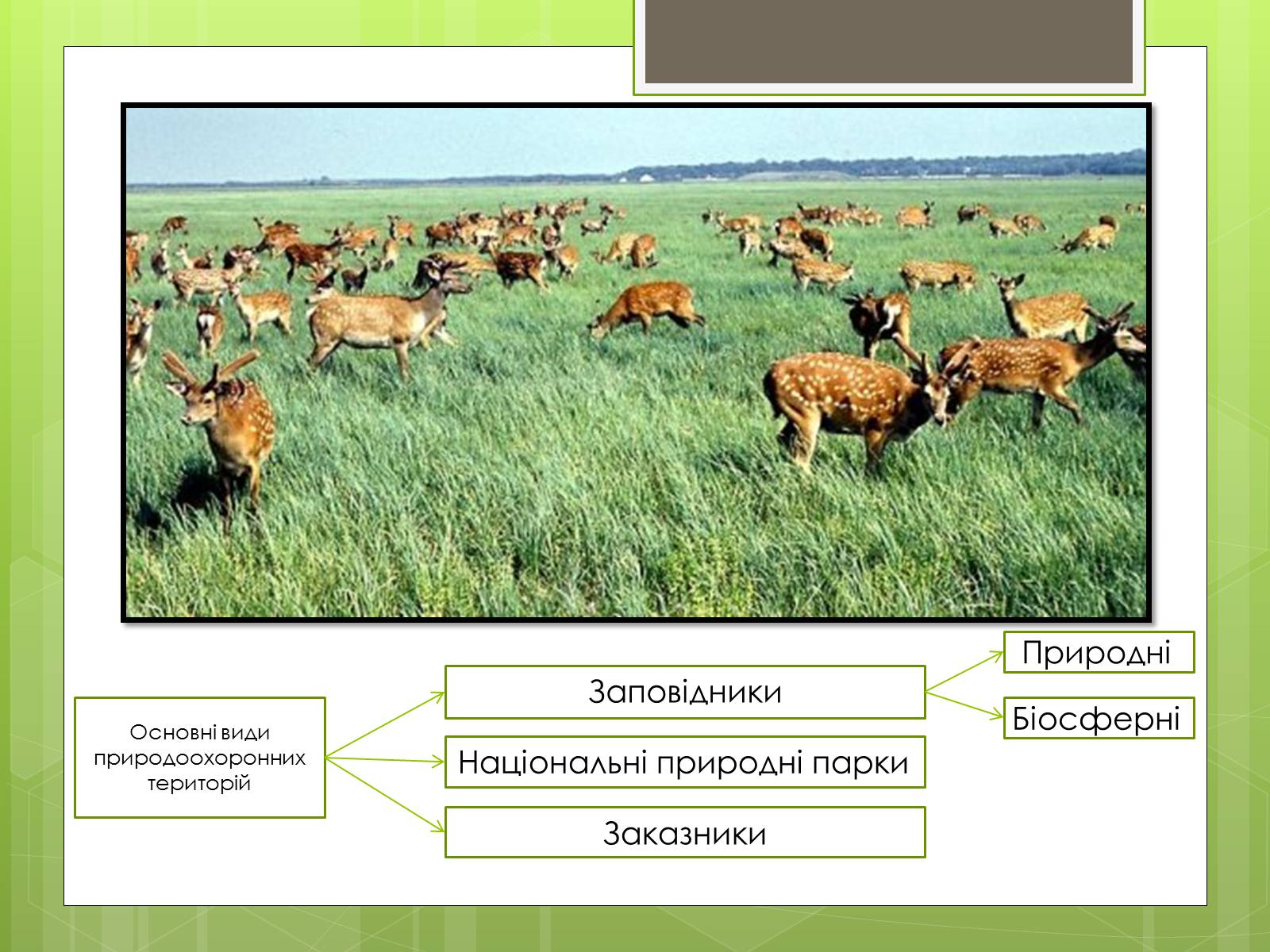 Презентація на тему «Природоохоронне законодавство України» (варіант 1) - Слайд #10