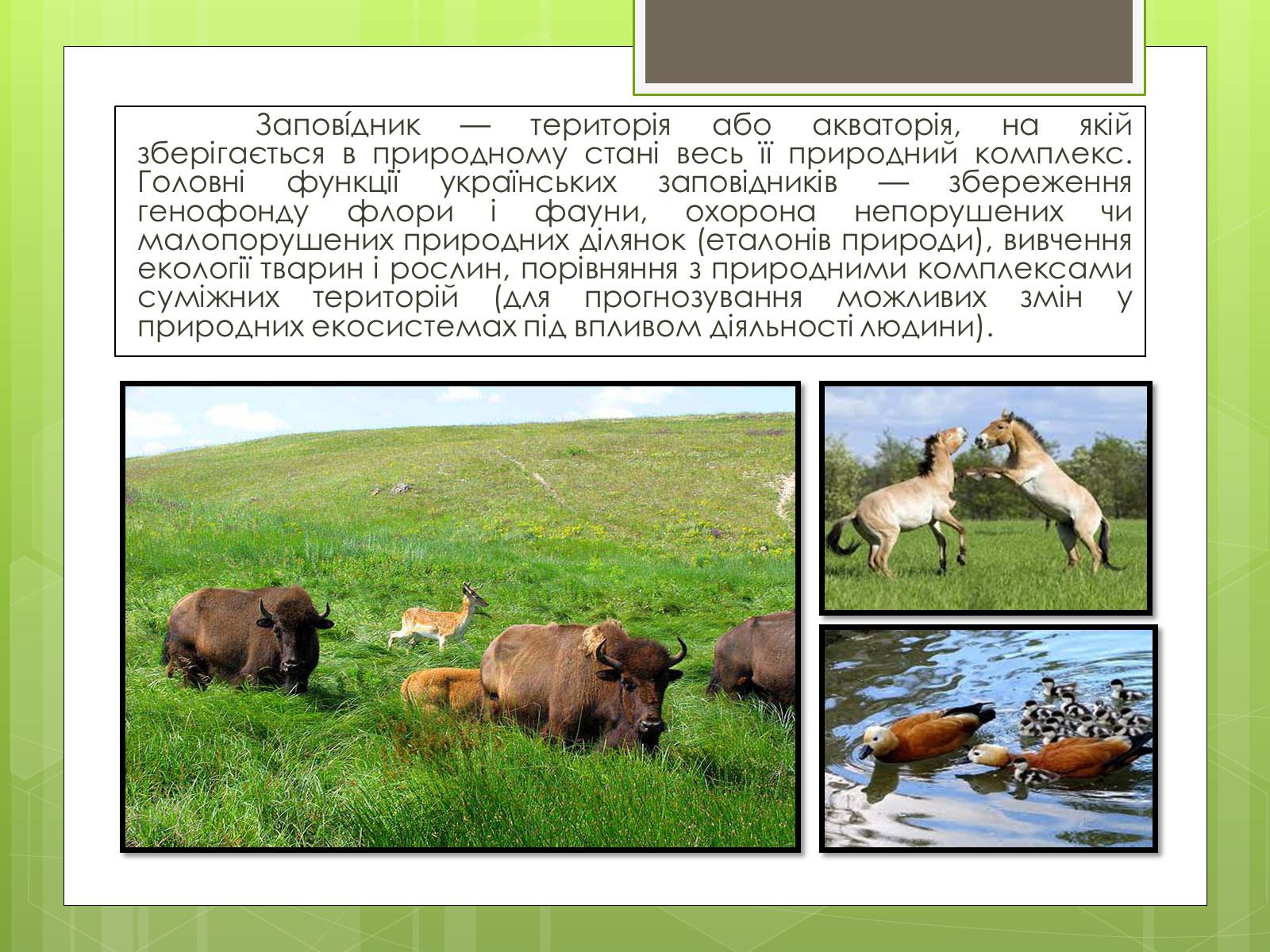 Презентація на тему «Природоохоронне законодавство України» (варіант 1) - Слайд #14
