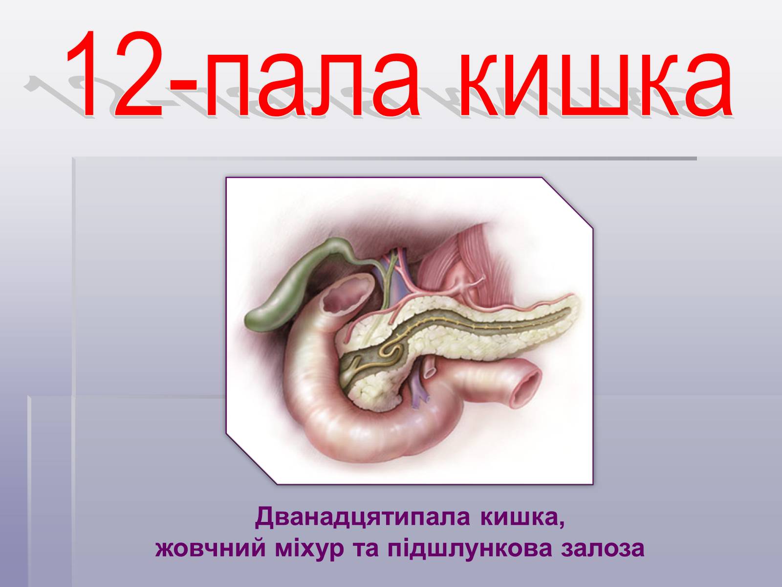 Презентація на тему «Печінка та кишечник» - Слайд #6