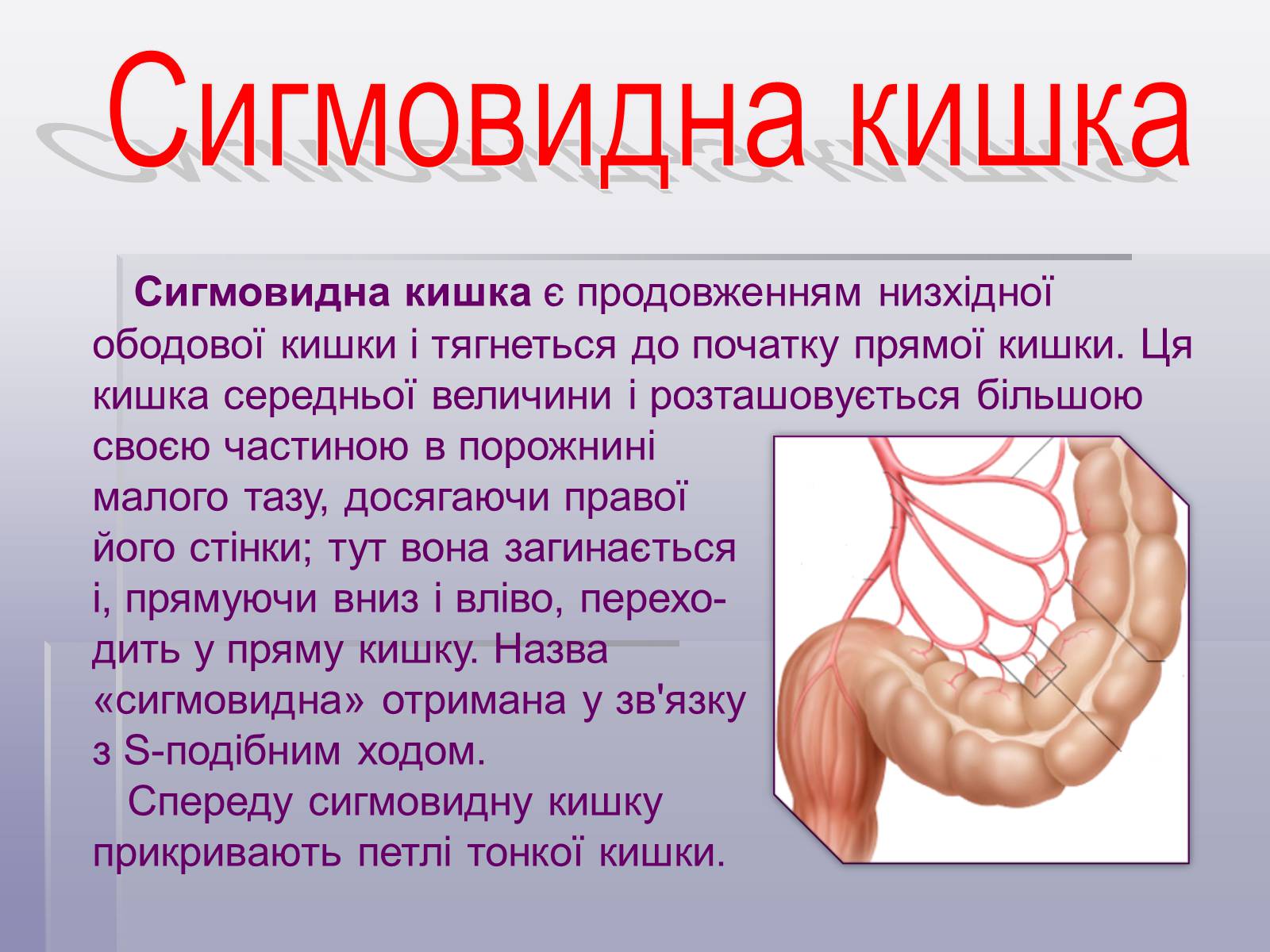 Презентація на тему «Печінка та кишечник» - Слайд #13