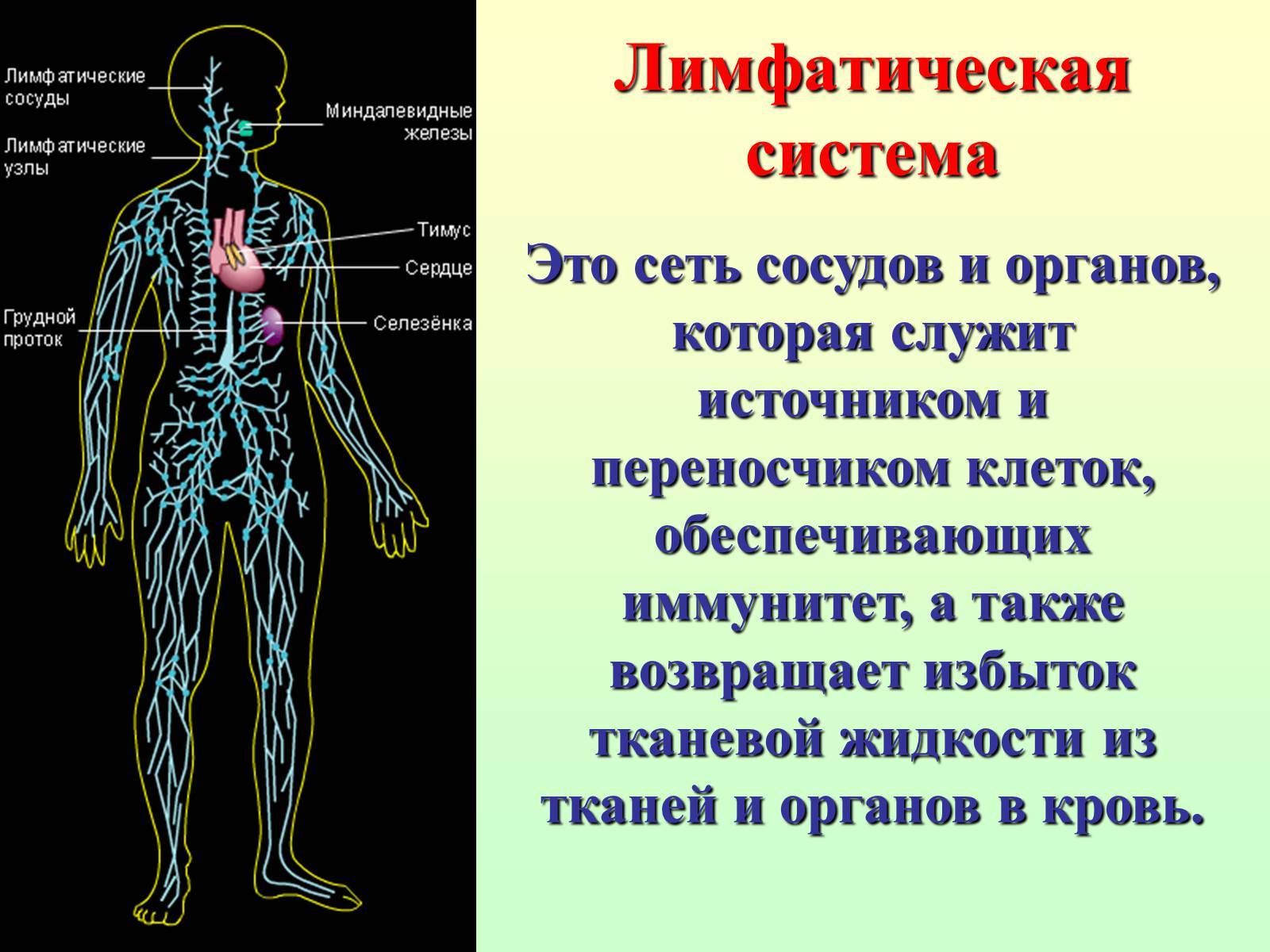 Для чего нужен лимфодренажный. Лимфатическая система человека. Глимфатическая система. Лимфатическая система схема. Лимфатическая истемаорганизма.