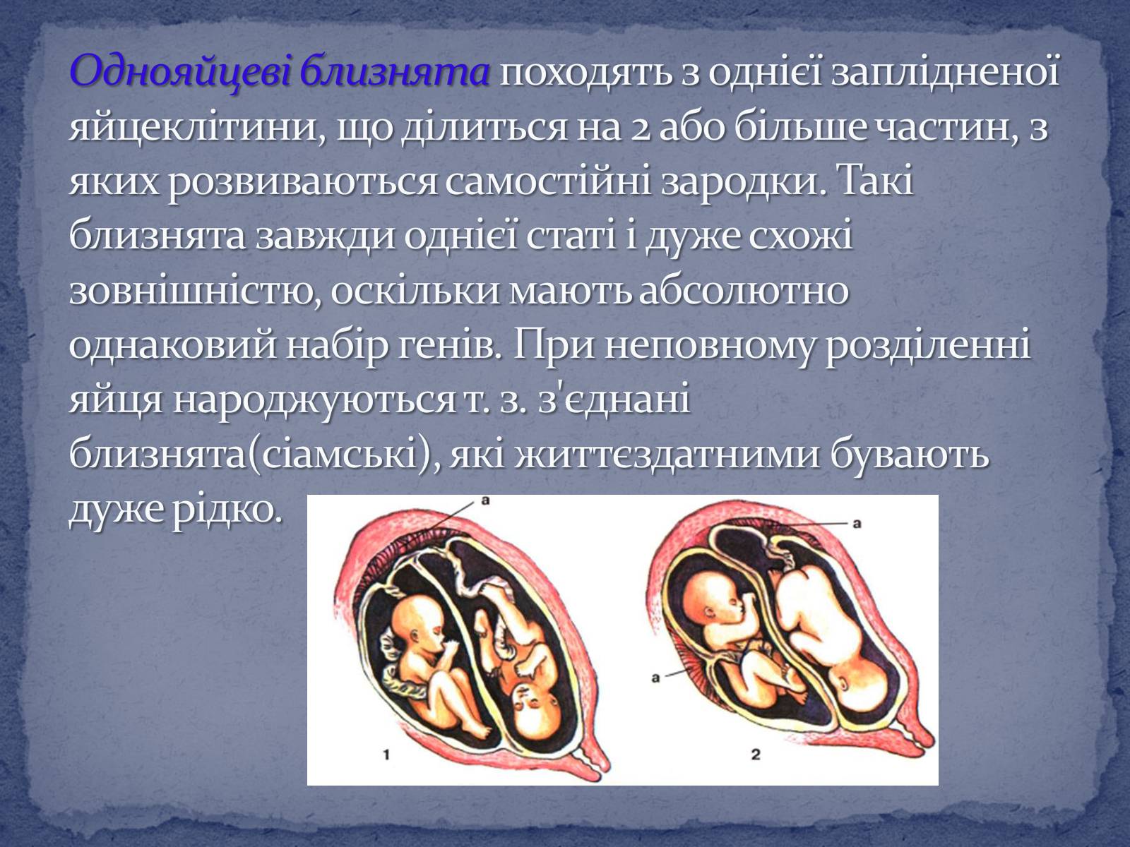 Презентація на тему «Поліембріонія» - Слайд #5