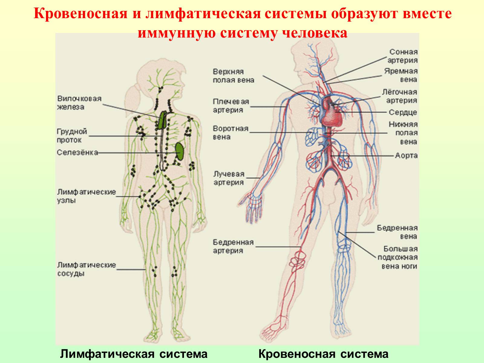 Лимфатическая система человека схема движения