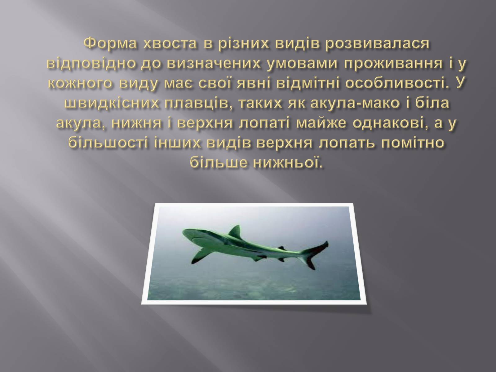 Презентація на тему «Акули» - Слайд #5