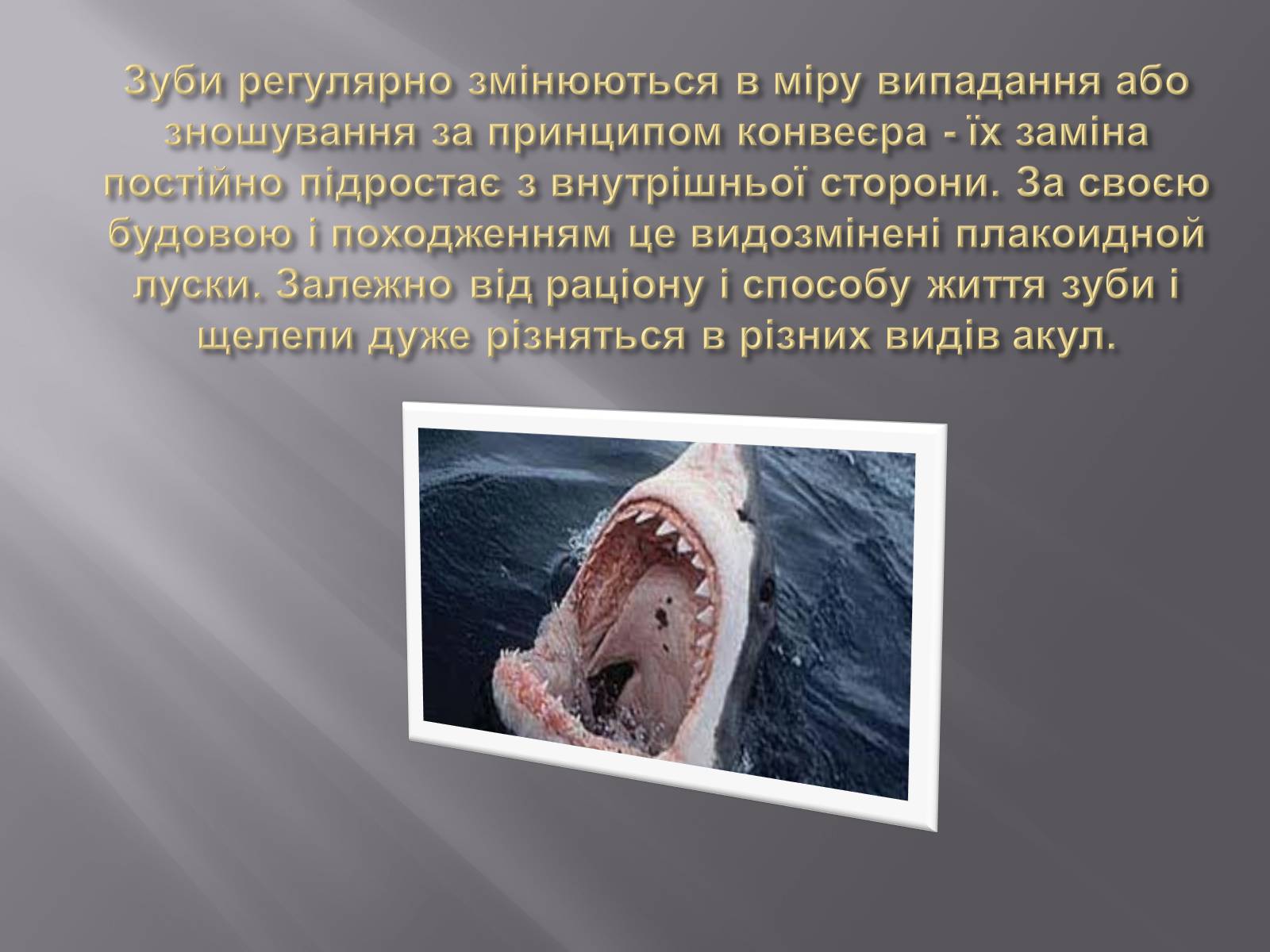 Презентація на тему «Акули» - Слайд #6