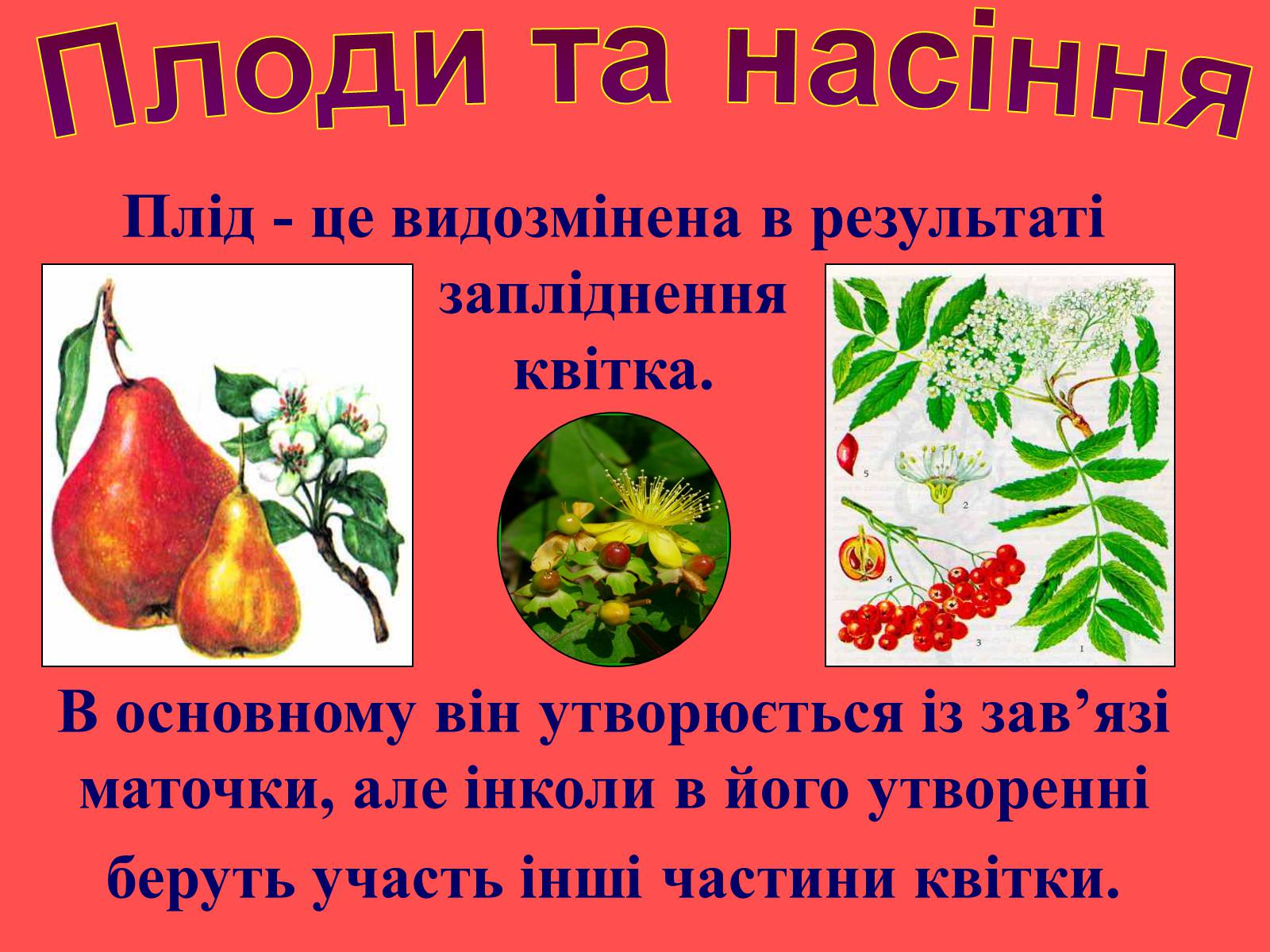 Презентація на тему «Плоди та насіння» - Слайд #4