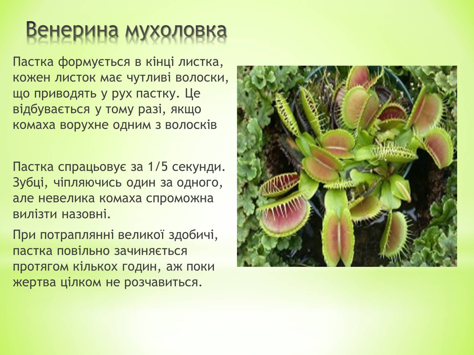 Презентація на тему «Хижаки-дивовижні рослини» - Слайд #3
