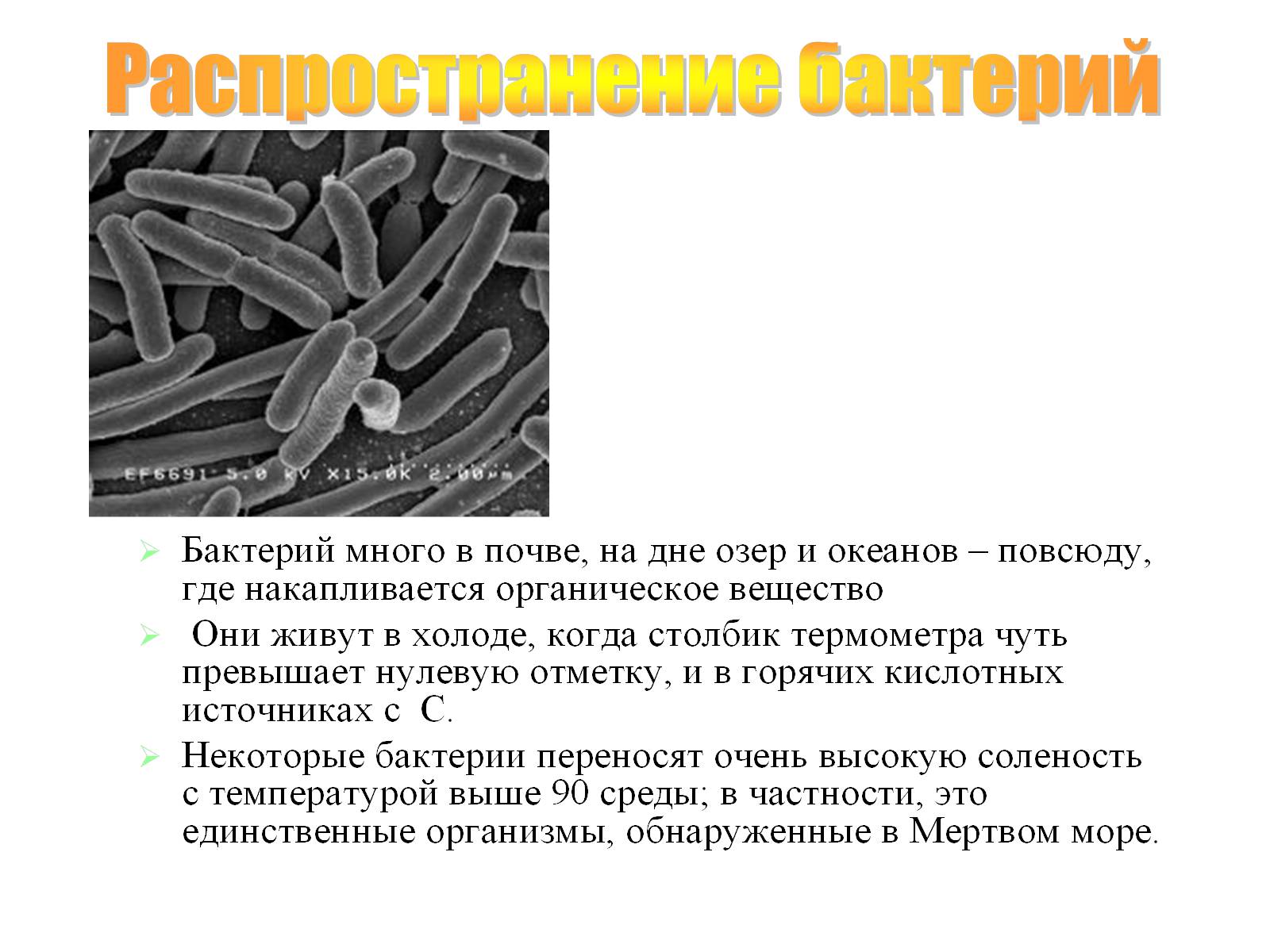 Презентація на тему «Бактерии» - Слайд #3